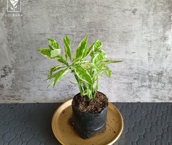 عکس گل اسکلت شیطان