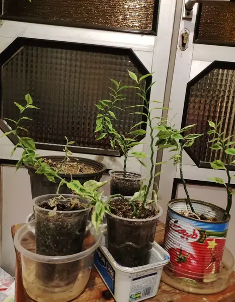 عکس گل اسکلت شیطان