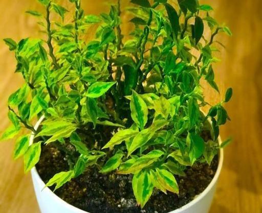 عکس گل اسکلت شیطان