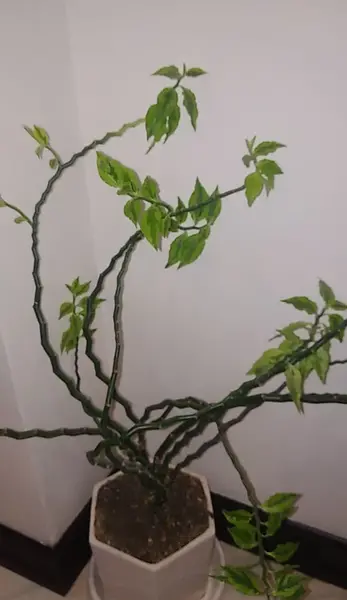 عکس گل اسکلت شیطان