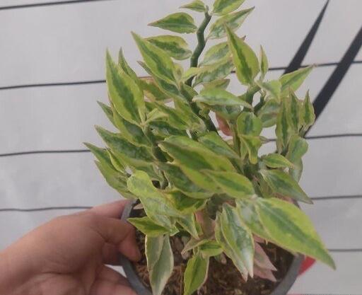 عکس گل اسکلت شیطان