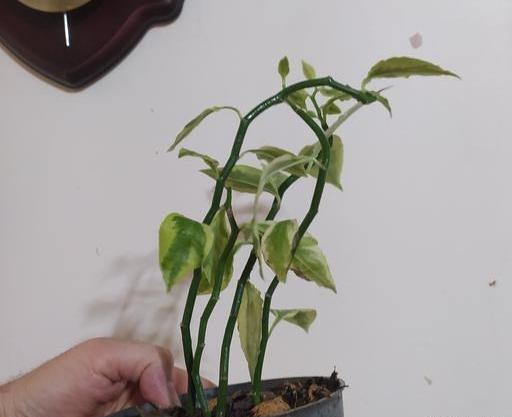 عکس گل اسکلت شیطان