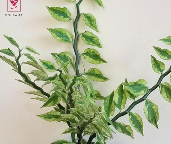 عکس گل اسکلت شیطان