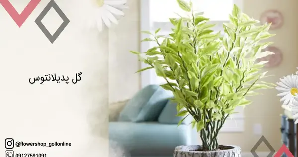عکس گل اسکلت شیطان