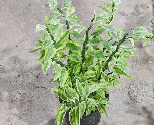 عکس گل اسکلت شیطان