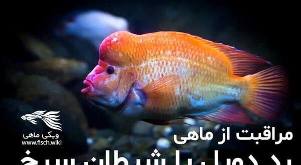 عکس ماهی شیطان سرخ
