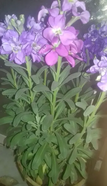 عکس گلهای شب بو
