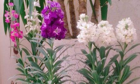 عکس گلهای شب بو