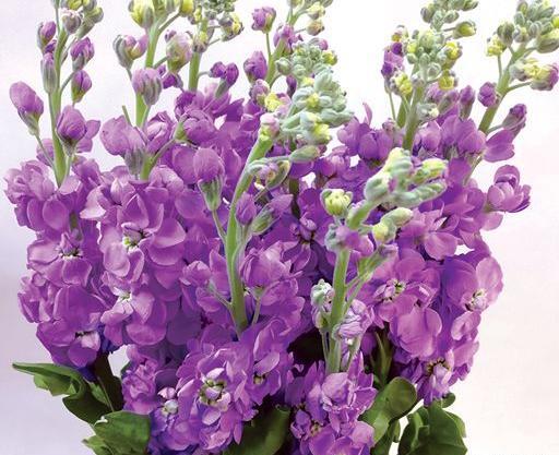 عکس گلهای شب بو