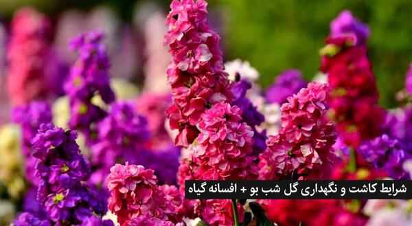عکس گلهای شب بو