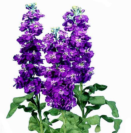 عکس گلهای شب بو