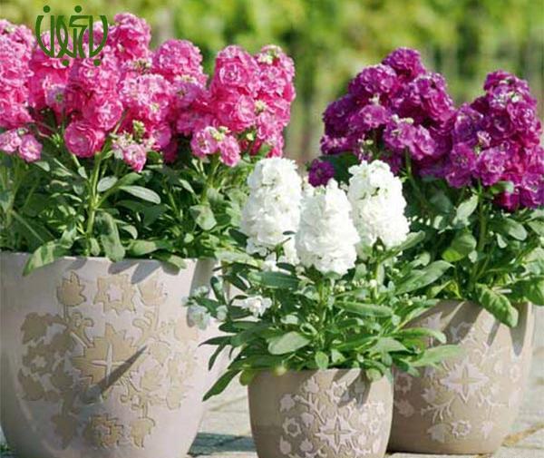 عکس گلهای شب بو