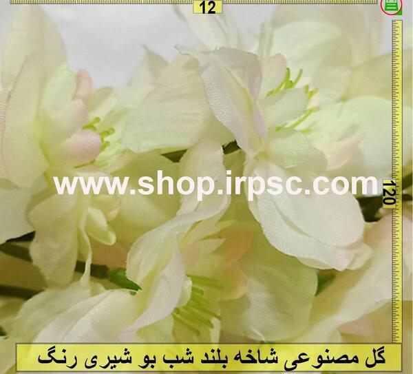 عکس گلهای شب بو