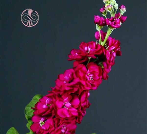 عکس گلهای شب بو