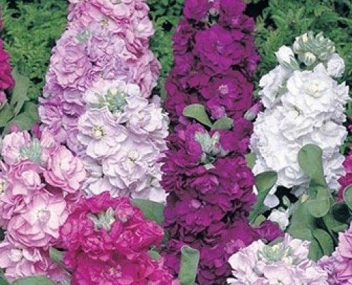 عکس گلهای شب بو