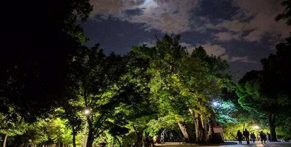 عکس از پارک در شب