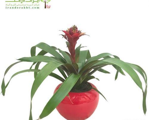 عکس گل شب چراغ