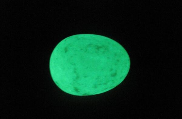عکس گوهر شب چراغ واقعی