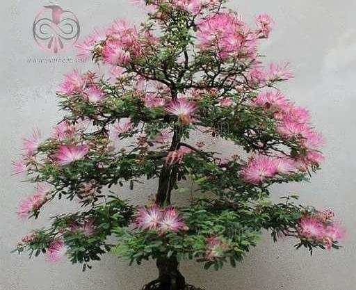 عکس درخت ابریشم شب خسب