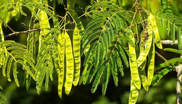 عکس درخت ابریشم شب خسب
