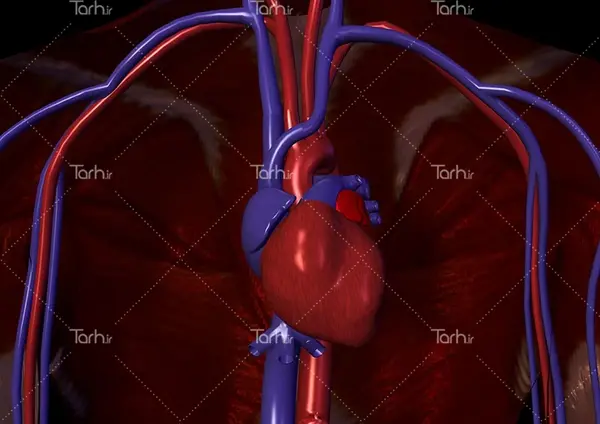 عکس سه بعدی از قلب