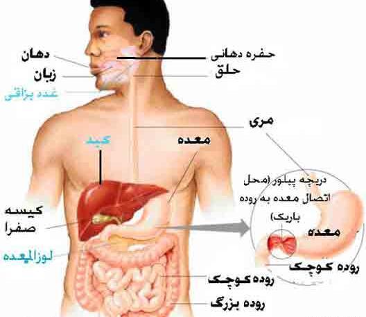 عکس سه بعدی دستگاه گوارش