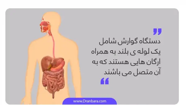عکس سه بعدی دستگاه گوارش