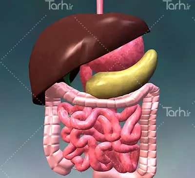 عکس سه بعدی دستگاه گوارش
