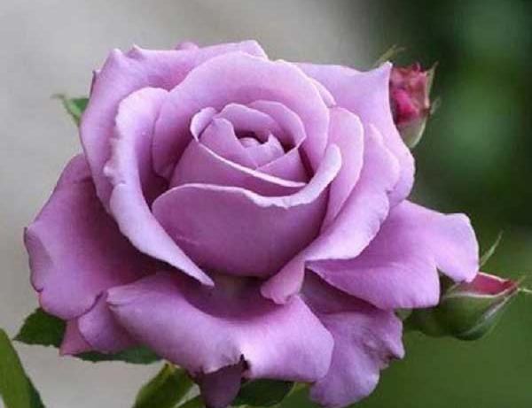 عکس گل ساده و قشنگ