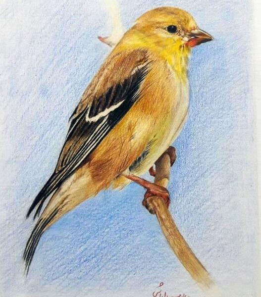عکس نقاشی ساده و آسان با مداد رنگی