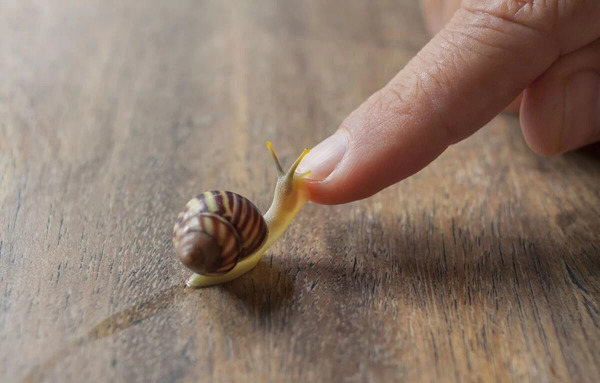 عکس حلزون ساده
