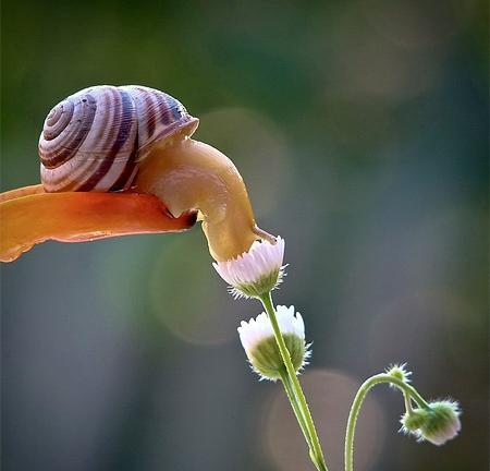 عکس حلزون ساده