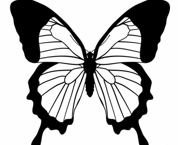 عکس طراحی پروانه ساده