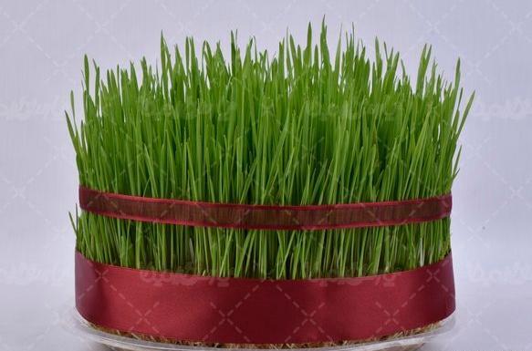 عکس عید سبزه