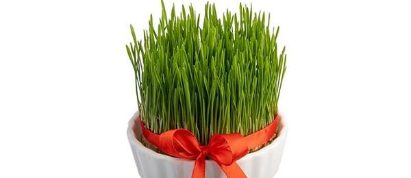 عکس عید سبزه