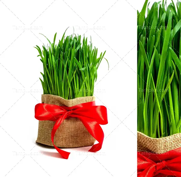 عکس عید سبزه