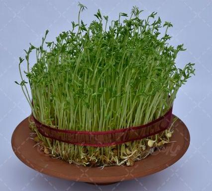 عکس عید سبزه