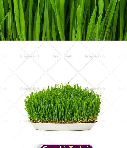 عکس مدل سبزه های عید