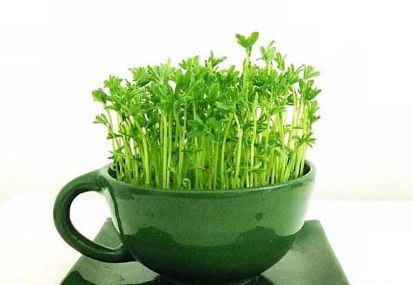عکس مدل سبزه های عید