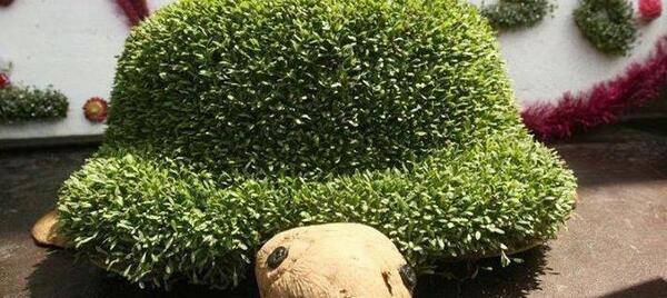 عکس مدل سبزه های عید