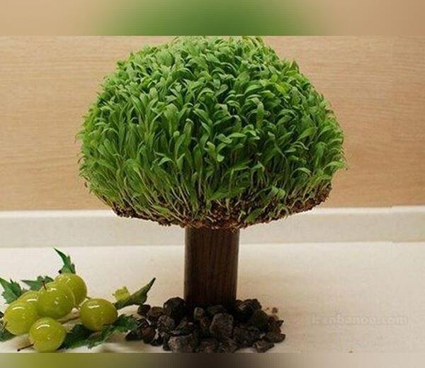عکس مدل سبزه های عید