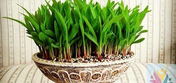 عکس مدل سبزه های عید