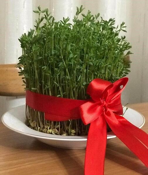عکس مدل سبزه های عید