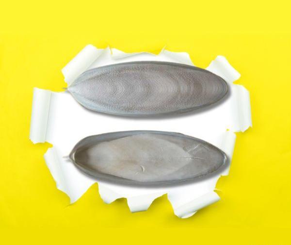 عکس سفیداب نقره اصل