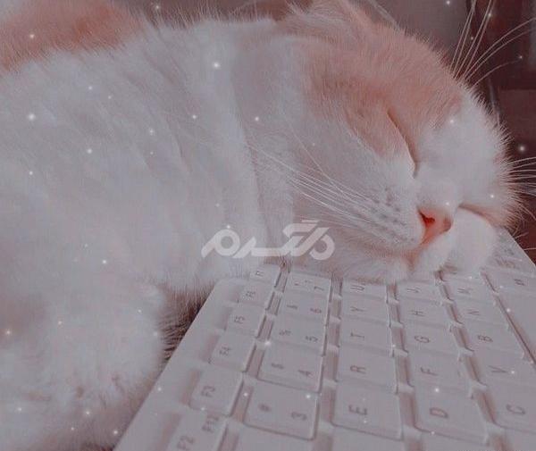 عکس پروفایل سفید کیوت