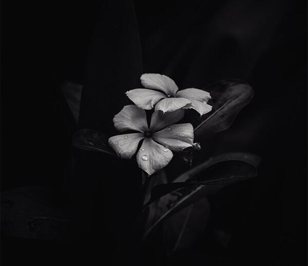 عکس پروانه سفید برای پروفایل