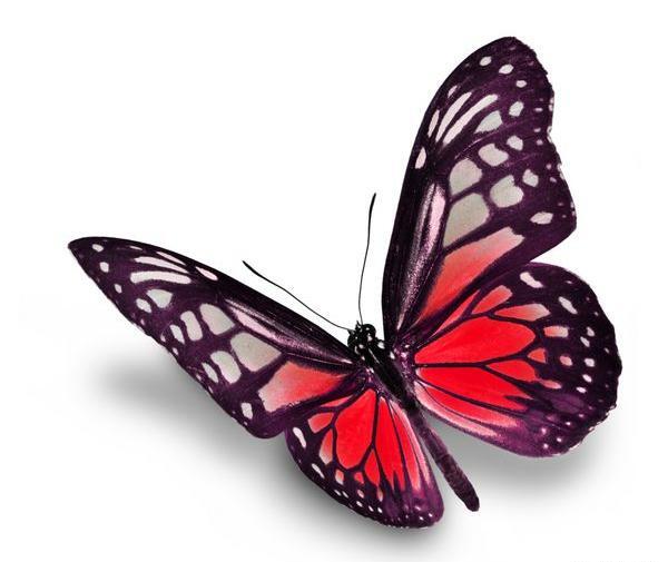 عکس پروانه سفید صورتی