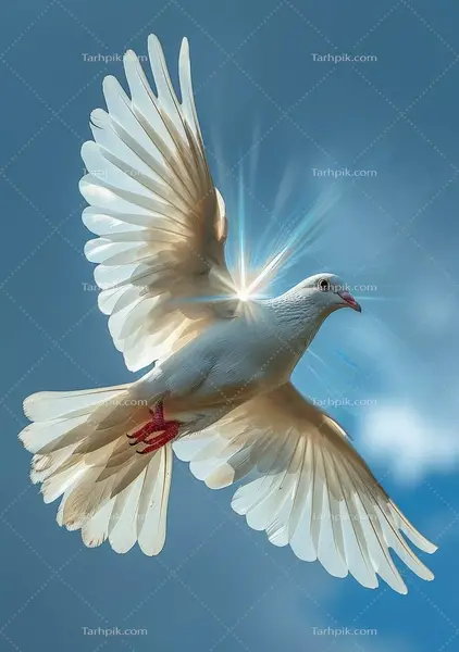 عکس پرنده سفید در حال پرواز