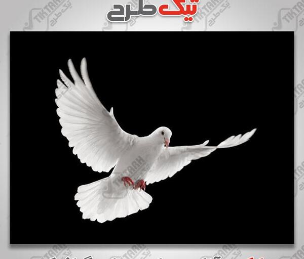 عکس پرنده سفید در حال پرواز