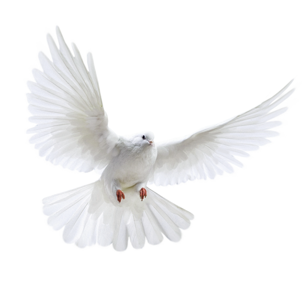 عکس پرنده سفید در حال پرواز
